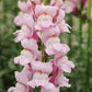 Nahaufnahme von Jora Dahl | Antirrhinum majus 'Summer Lavender' (Löwenmäulchen) von Jora Dahl, mit hohen Stielen hellrosa Löwenmäulchenblüten mit gekräuselten Blütenblättern - ideal für Schnittblumen-Arrangements vor einem sanften grünen Hintergrund.