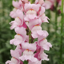 Lade das Bild in den Galerie-Viewer, Jora Dahl - Antirrhinum majus &#39;Summer Lavender&#39; (Löwenmäulchen)
