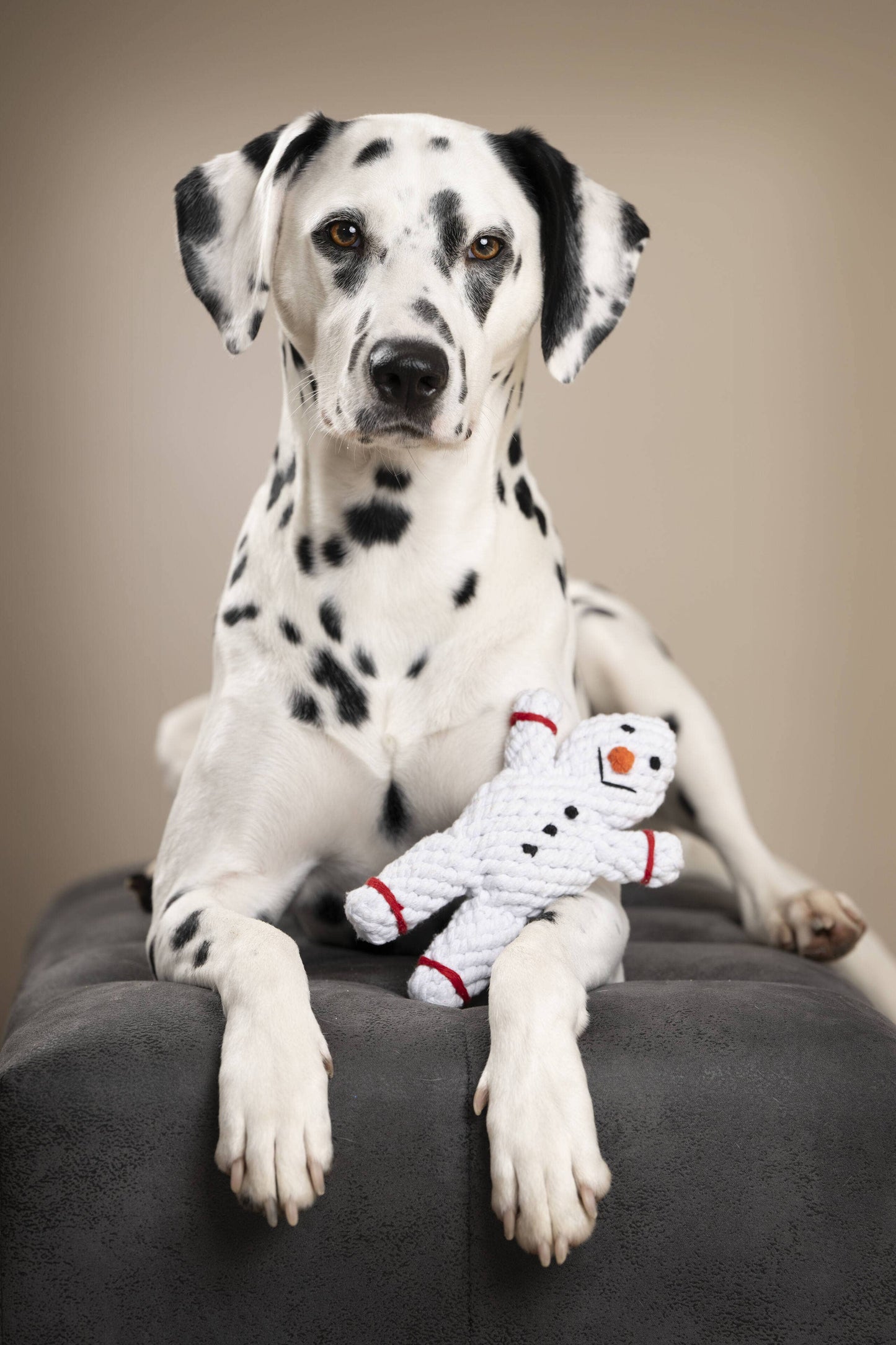 Ein Dalmatiner mit schwarzen Flecken liegt auf einer grauen Fläche und blickt in die Kamera. Er hält das Hundespielzeug LABONI - Volentis GmbH Shawn der Schneemann mit zahnreinigenden Baumwollfasern zwischen seinen Vorderpfoten.