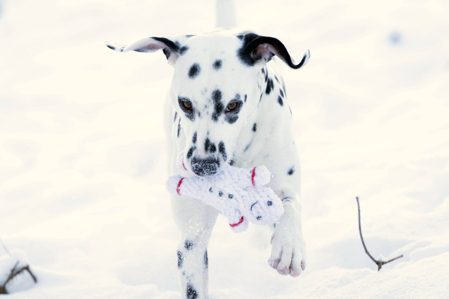 Ein Dalmatiner läuft durch den Schnee und trägt ein LABONI - Volentis GmbH - Shawn der Schneemann Hundespielzeug mit zahnreinigenden Baumwollfasern im Maul.