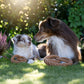 Zwei Australian Shepherds, ein erwachsener Hund und ein Welpe, sitzen in einem sonnigen Garten auf dem Rasen. Vor ihnen liegt das LABONI - Volentis GmbH - Britta Brezel Hundespielzeug aus Baumwolle, umgeben von Grün und sie schauen sich an.