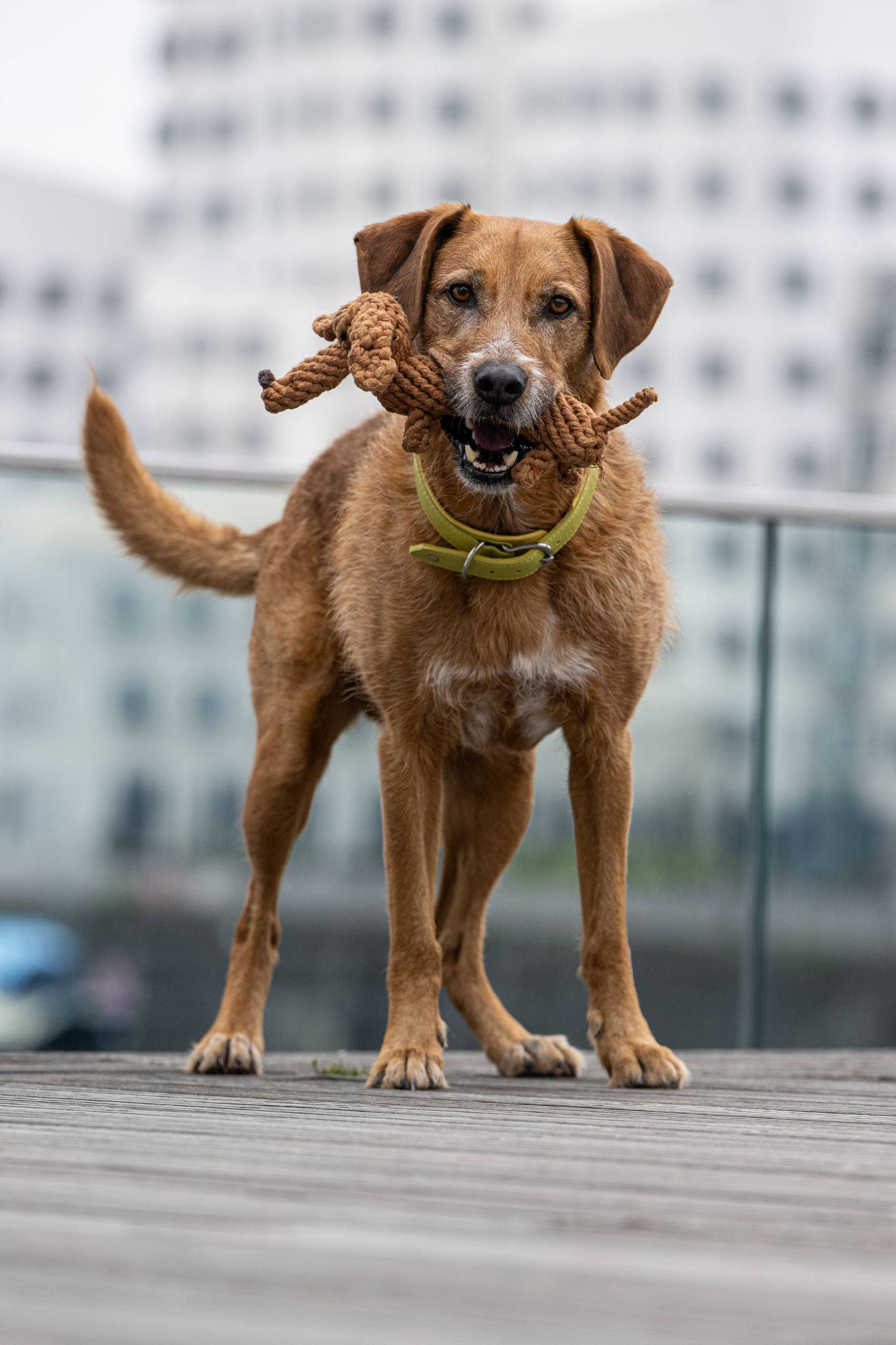 Ein brauner Hund mit gelbem Halsband steht auf einem Holzdeck und hält das LABONI Diego Dackel Spielzeug in seinem Maul. Das handgefertigte Baumwollspielzeug steht im Kontrast zu den verschwommenen modernen weißen Gebäuden im Hintergrund.