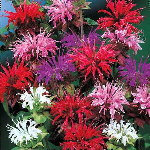 Eine leuchtende Ansammlung von Piccolo Seeds - Monarda Panorama-Mix von Piccolo Seeds in voller Blüte, mit leuchtend roten, rosa, lila und weißen, stacheligen Blütenblättern inmitten von üppigem grünen Laub.