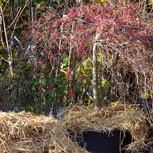 Lade das Bild in den Galerie-Viewer, Di. 26.09.2023 11.00-13.00 WORKSHOP Der Balkon im Herbst und Winter
