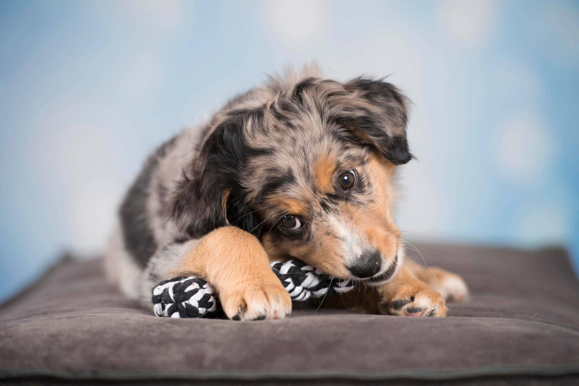 Ein Welpe mit schwarzem, braunem und grauem Fell liegt auf einem Kissen und kaut auf einem LABONI Bonnie Bone Hundespielzeug, das für die Zahnreinigung entwickelt wurde, mit einem blauen Hintergrund dahinter.