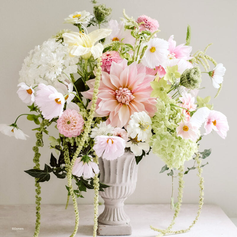 In einer weißen Vase steht ein elegantes Arrangement mit Jora Dahl | Amaranthus caudatus 'Green Cascade' (Fuchsschwanz), rosa Dahlien, Hortensien und Kosmos vor einem schlichten hellen Hintergrund.