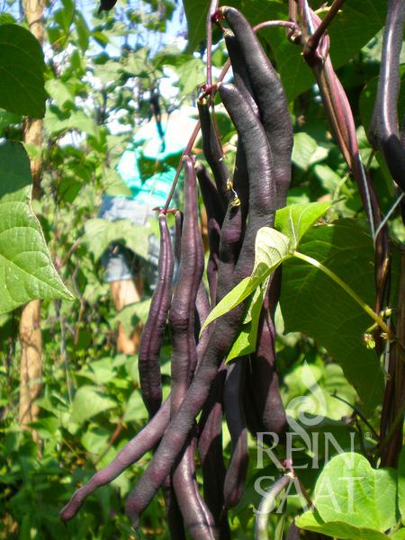 Mehrere lange, dunkelviolette Hülsen der ReinSaat-Stangenbohne 'Blauhilde' (von Reinsaat) hängen an einer grünen Blattpflanze in einem sonnigen Garten. Das „REIN SAAT“-Logo ist in der unteren rechten Ecke sichtbar.