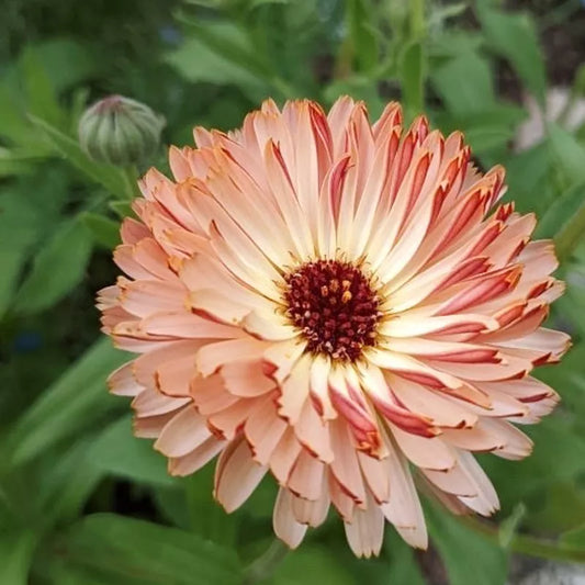 Eine Nahaufnahme von Jora Dahl - Calendula 'Bronze Beauty' (Ringelblume) mit pfirsichfarbenen, spitzen Blütenblättern, rot gefärbten Rändern und einer dunklen Mitte vor grünen Blättern und verschwommenem Laub im Hintergrund.