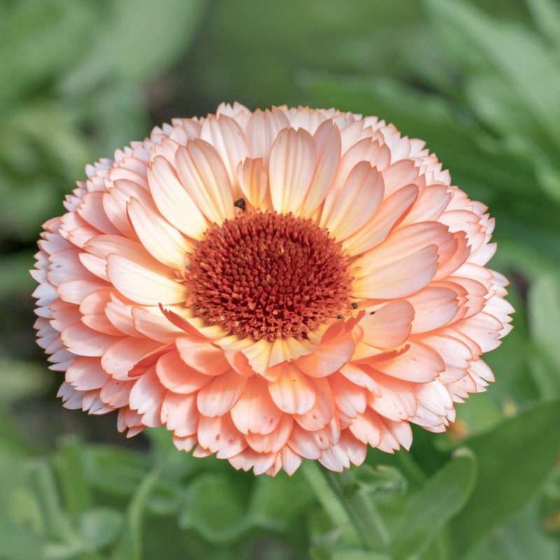 Eine Nahaufnahme von Jora Dahl | Calendula 'Pink surprise' (Ringelblume), einer einjährigen pfirsichfarbenen Blüte mit mehrschichtigen Blütenblättern und einer dunkelroten Mitte vor einem Hintergrund aus verschwommenem grünen Laub.
