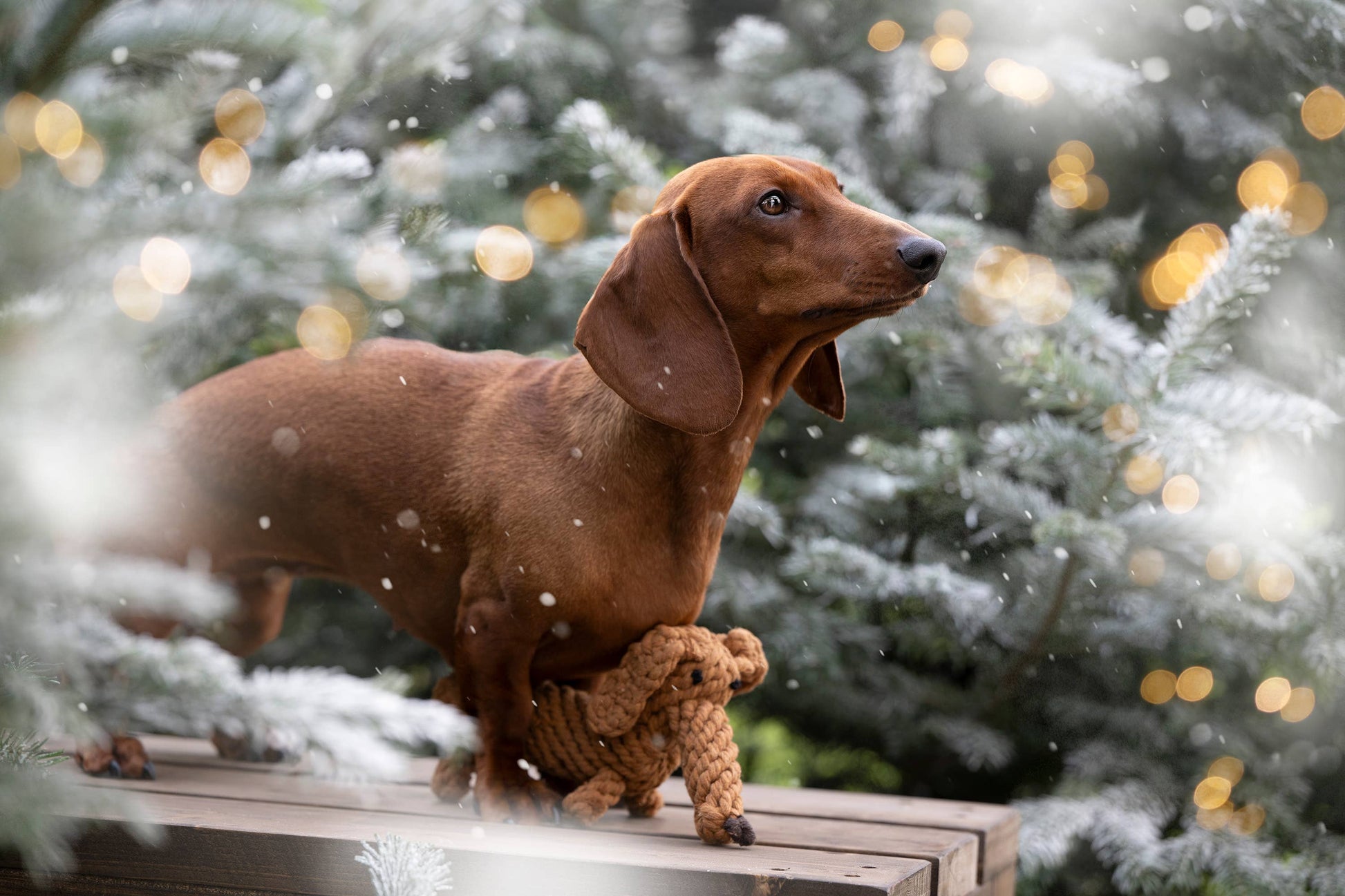Ein brauner Dackel namens Diego Dackel von LABONI steht auf einer Holzfläche vor verschneiten, mit gelben Weihnachtslichtern geschmückten Tannen und hält ein nachhaltiges Spielzeug aus handgefertigter Baumwolle in der Hand. Schneeflocken fallen sanft um ihn herum.