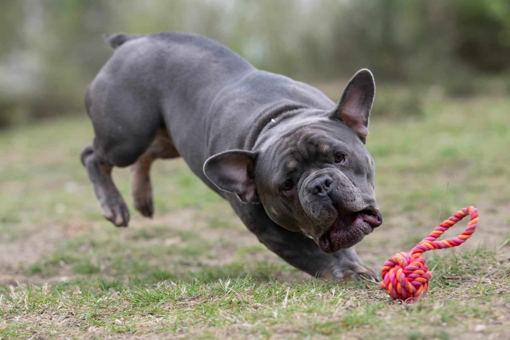Eine graue Französische Bulldogge stürzt sich draußen aufgeregt auf einen LABONI - Volentis GmbH - Mini Schleuderball und genießt das Spiel und die Zahnpflege mit dem bunten Seilspielzeug auf der Wiese.
