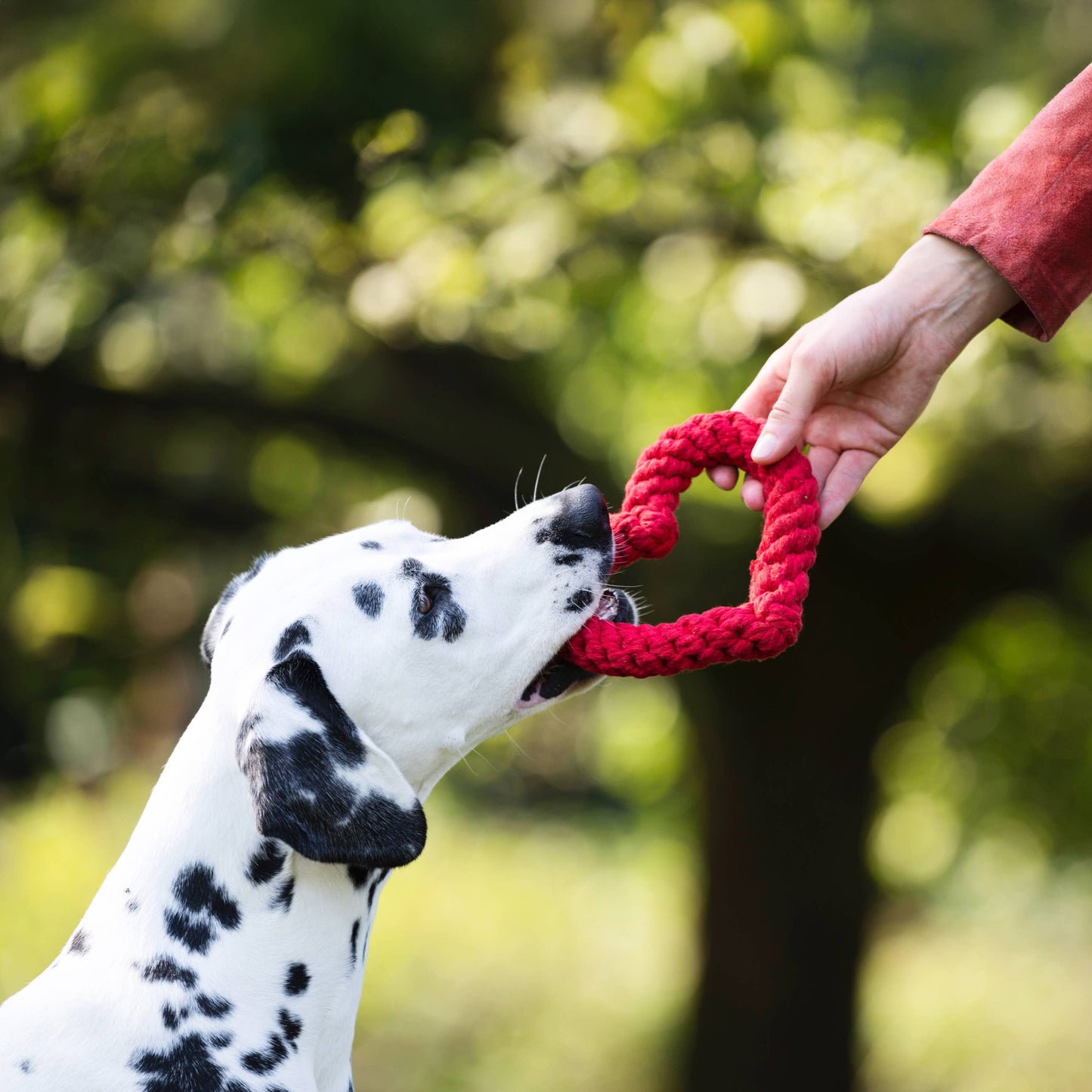Ein Dalmatiner beißt sanft in ein rotes, herzförmiges Hertha Heart Spielzeug von LABONI, das von einer Person vor einem grünen, unscharfen Hintergrund im Freien gehalten wird.