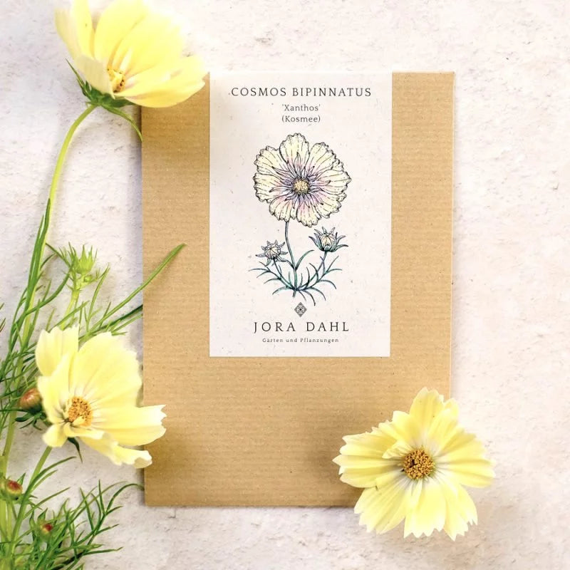 Ein brauner Umschlag mit der Aufschrift "Jora Dahl | Cosmos bipinnatus 'Xanthos' (Kosmee)" zeigt eine botanische Illustration und ist umgeben von hellgelben Kosmosblüten, die sich ideal für einjährige Blüten und Schnittblumen eignen, auf einer hellen Oberfläche.