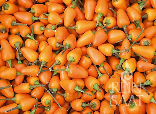 Ein Haufen kleiner, glänzender, leuchtend orangefarbener Chilischoten 'Capela orange' (Capsicum frutescens) von Reinsaat mit grünen Stielen, die dicht an dicht stehen. Einige Stiele zeigen nach oben; das ReinSaat-Logo erscheint unten rechts.