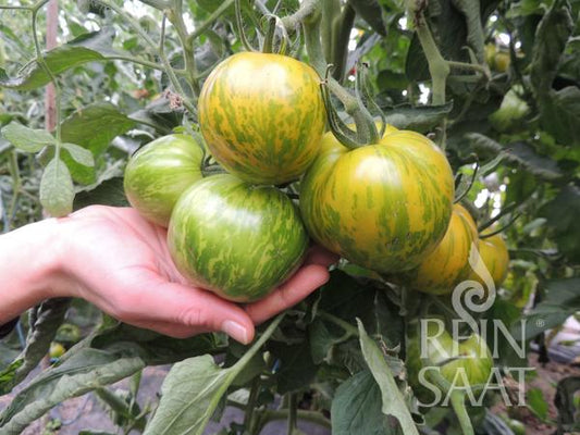 Eine Hand hält eine Traube grün und gelb gestreifter ReinSaat-Tomaten „Green Zebra“, die zwischen grünen Blättern an der Rebe wachsen. In der unteren rechten Ecke ist das Reinsaat-Logo zu sehen.
