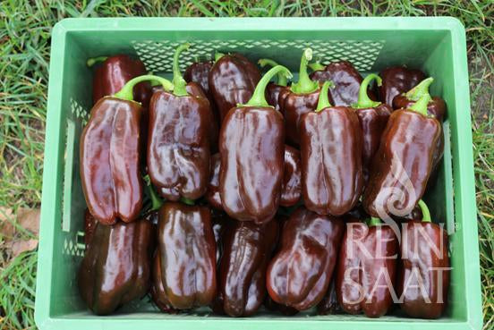Eine grüne Plastikkiste mit glänzend dunkelbraunen Reinsaat-Paprika-Paprika „Sweet Chocolate“ (Capsicum annuum) steht auf einer Wiese. Die Paprika sind ordentlich in Reihen angeordnet, die Stiele sind sichtbar. Das Rein Saat-Logo ist in der unteren rechten Ecke zu sehen.
