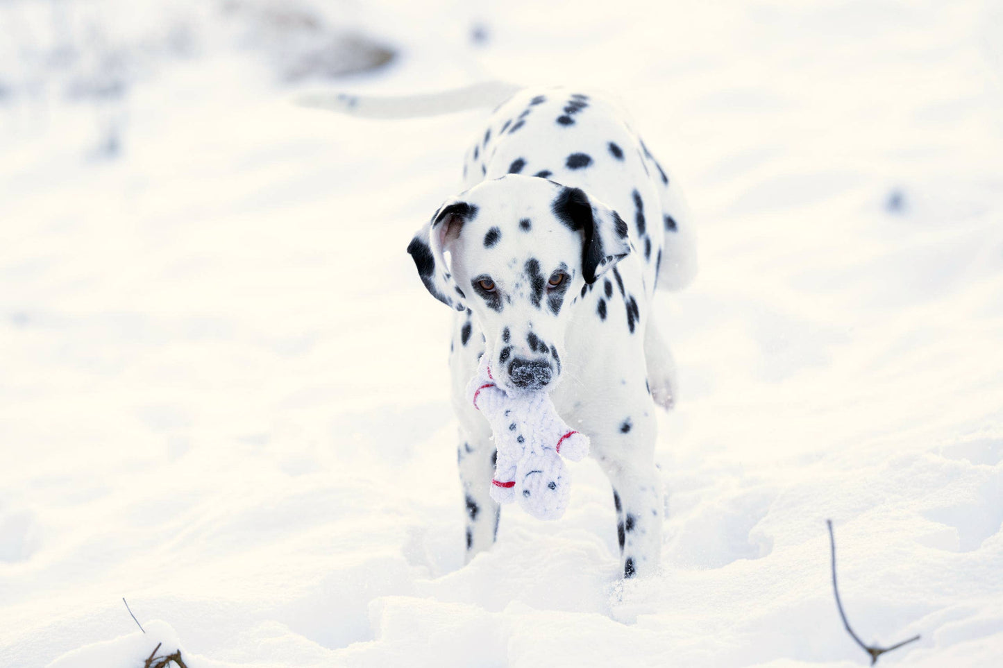Ein Dalmatiner steht im Schnee und hält das LABONI - Volentis GmbH Shawn der Schneemann Dog Toy aus zahnreinigenden Baumwollfasern in der Hand, das sich perfekt in die helle Winterlandschaft einfügt.