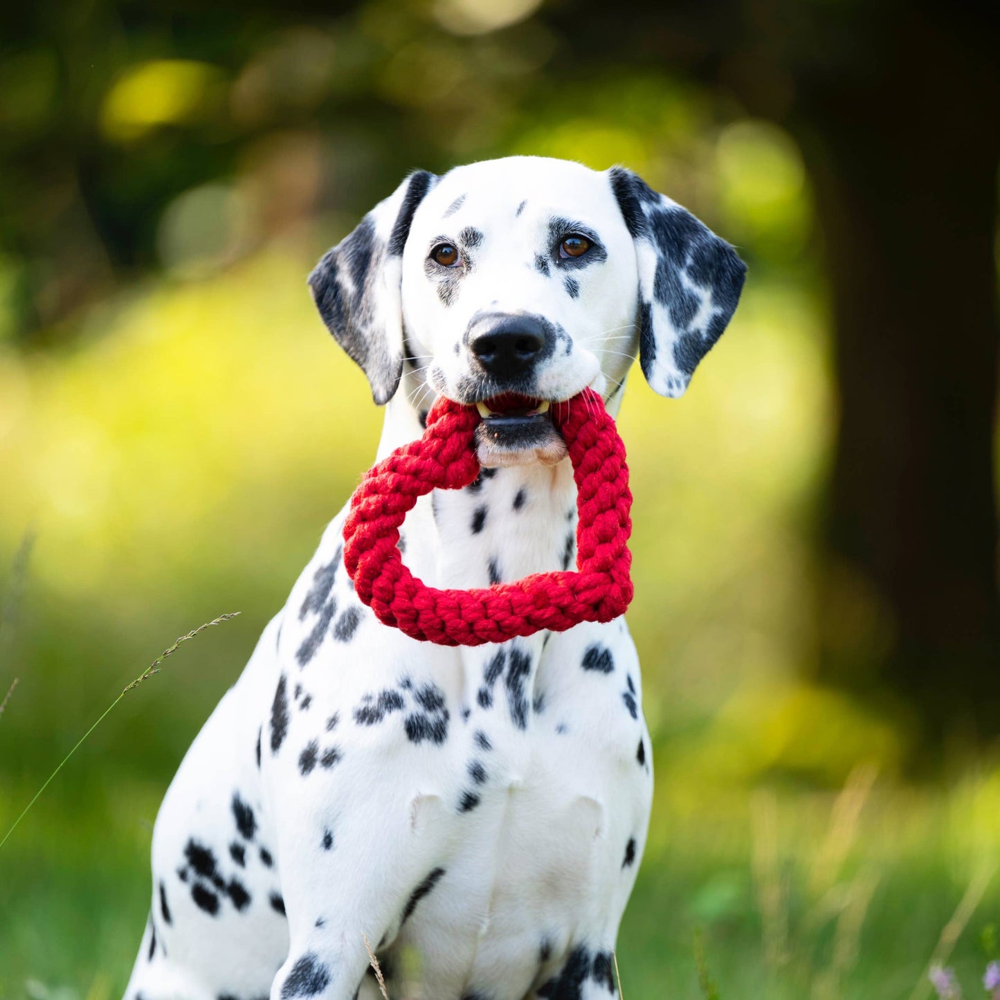 Ein Dalmatiner sitzt im Freien im Gras und hält das rote Hertha Heart Hundespielzeug von LABONI im Maul. Das lustige herzförmige Spielzeug unterstützt die Zahnpflege Hund, während der Hund eine Park- oder Gartenumgebung genießt.