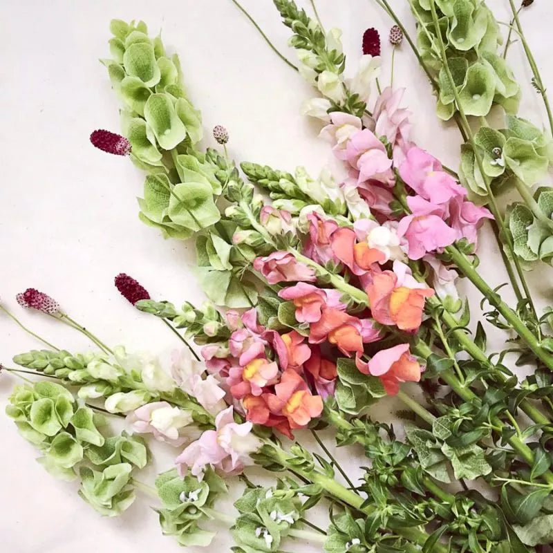 Ein Blumenstrauß mit üppigem Grün und zarten Blütenblättern, inspiriert von einem Schnittblumengarten und der atemberaubenden Jora Dahl | Moluccella laevis (Muschelblume) von Jora Dahl, schön arrangiert auf einem hellen Hintergrund.