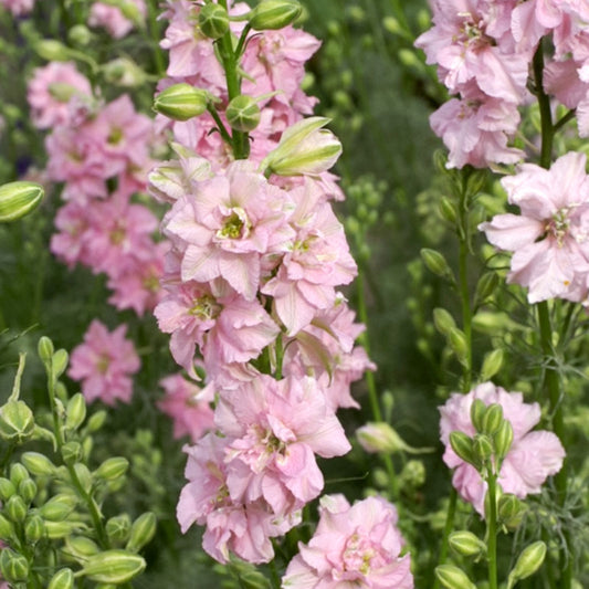 Hohe Rispen von hellrosa Delphinium consolida 'QIS Rose' (Rittersporn) von Jora Dahl, mit vielen zarten Blüten und grünen Knospen inmitten von üppigem Laub - eine schöne Schnitt- oder Trockenblume für Sträuße und Arrangements.