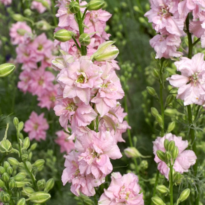 Jora Dahl - Delphinium consolida 'QIS Rose' (Rittersporn)