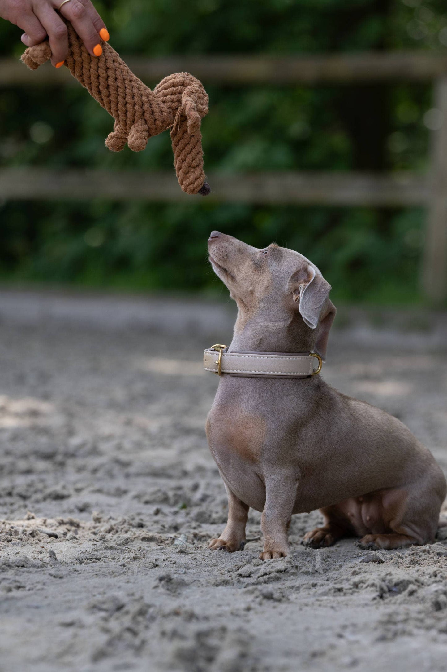 Ein kleiner grauer Hund mit einem beigen Halsband sitzt auf sandigem Boden und schaut zu einer Person auf, die das LABONI Diego Dackel Spielzeug hält. Der Hintergrund ist mit Grünzeug und einem Holzzaun verschwommen.