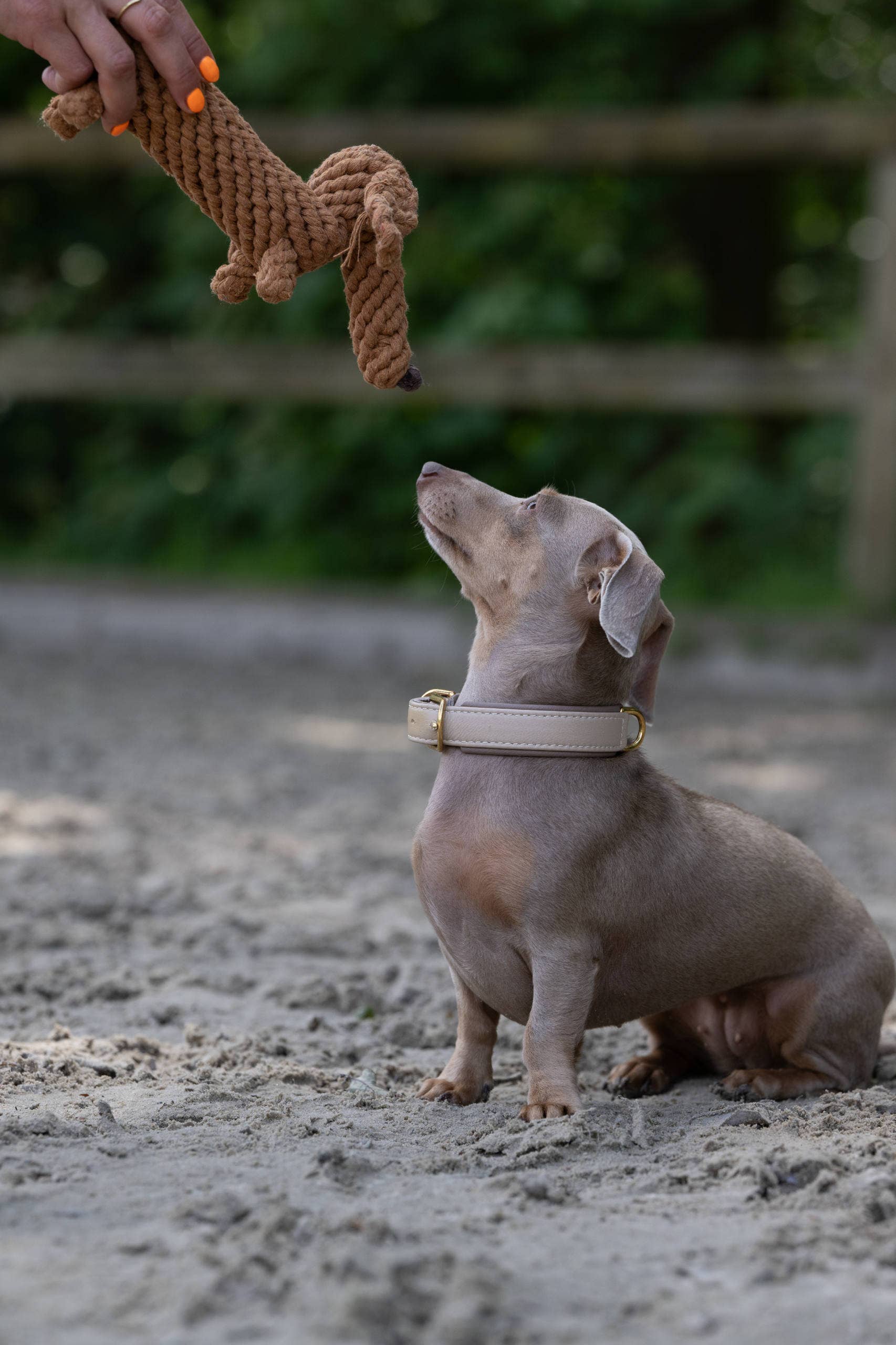 Ein kleiner grauer Hund mit einem beigen Halsband sitzt auf sandigem Boden und schaut zu einer Person auf, die das LABONI Diego Dackel Spielzeug hält. Der Hintergrund ist mit Grünzeug und einem Holzzaun verschwommen.