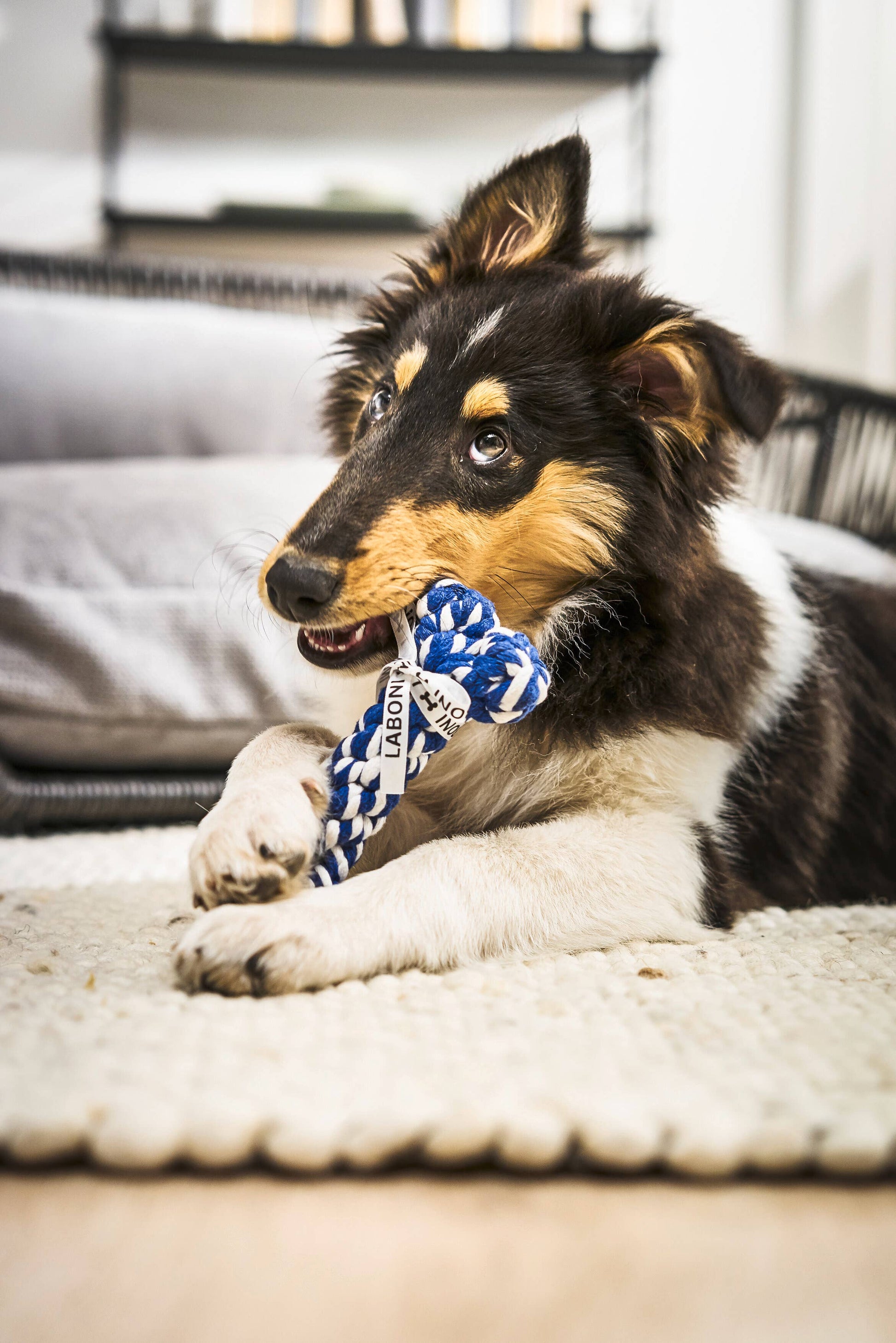 Ein braun-schwarz-weißer Welpe liegt auf einem cremefarbenen Teppich und kaut auf einem blau-weißen LABONI Bonnie Bone Hundespielzeug. Im unscharfen Hintergrund sind ein graues Kissen und ein Regal zu sehen.
