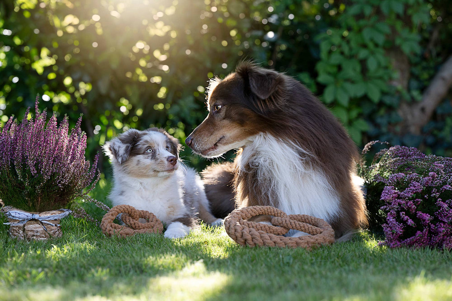 Zwei Australian Shepherds, ein Erwachsener und ein Welpe, liegen im sonnenbeschienenen Gras inmitten von lila Blumen und schauen sich an. Vor ihnen liegt das LABONI - Volentis GmbH - Britta Brezel Hundespielzeug aus Baumwolle.