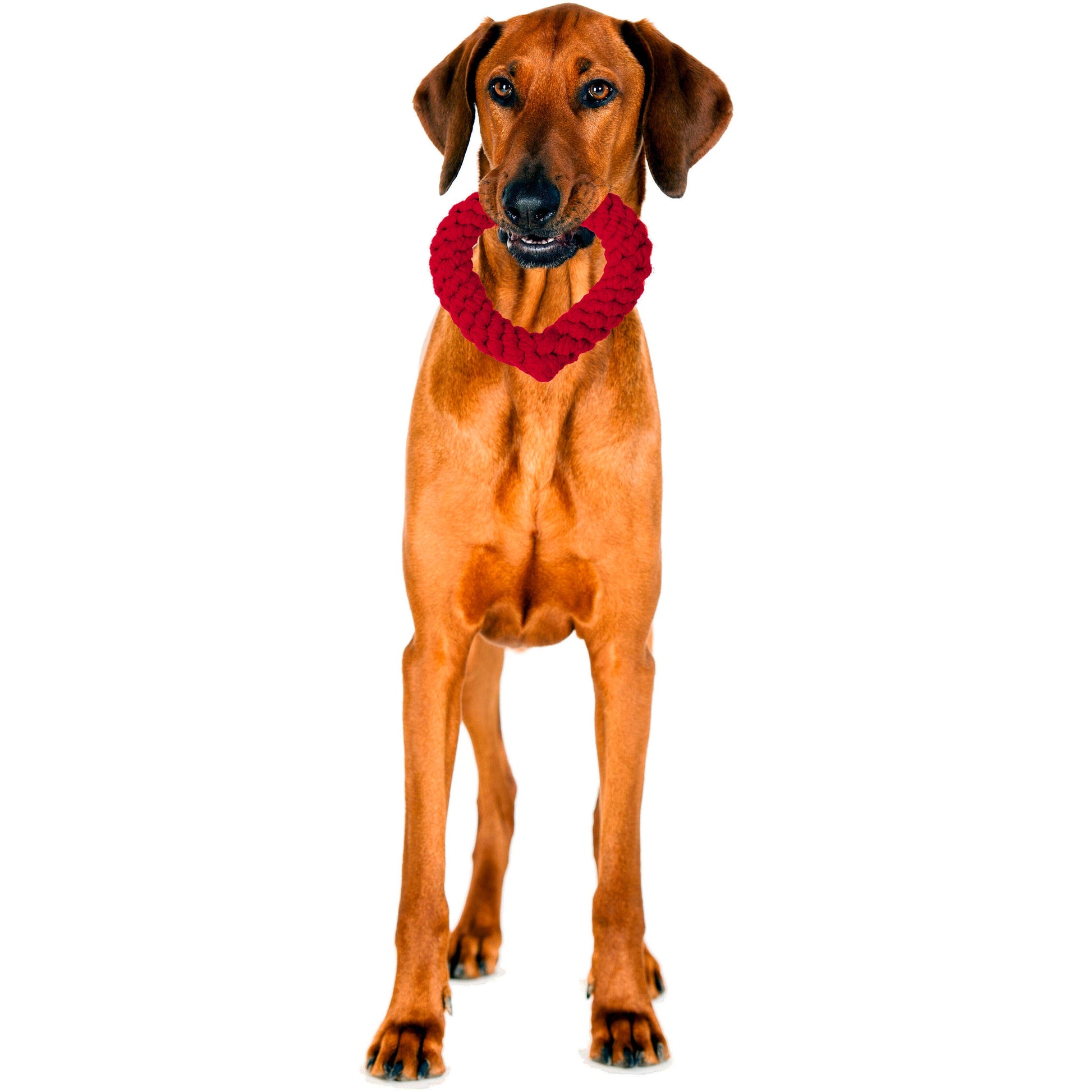 Ein brauner Hund steht auf einem weißen Hintergrund und hält ein rotes herzförmiges Hertha Heart Spielzeug von LABONI in seinem Maul.