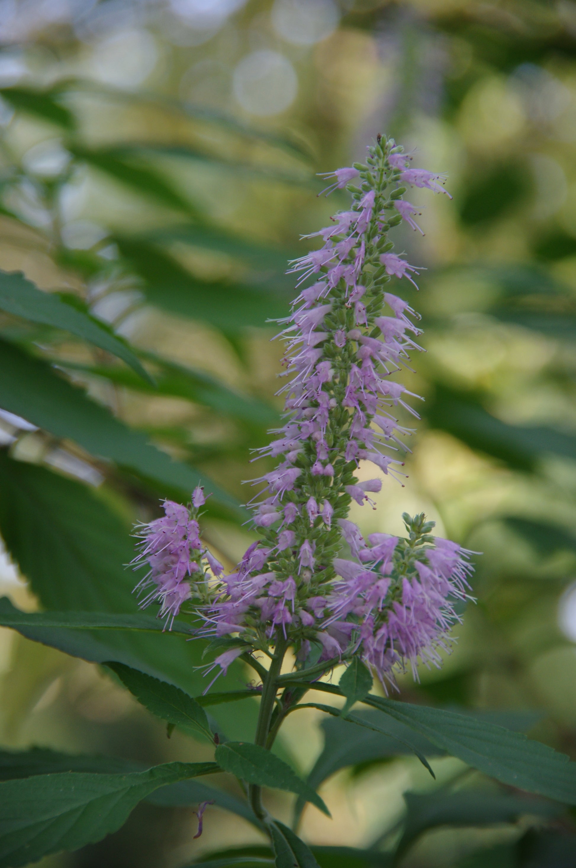 Ein auffälliges Büschel blassvioletter, stacheliger Blüten wächst zwischen üppigen Blättern - ideal für Ihre "Top 100: Beste Pflanzen für anspruchsvolle Standorte" (Sa. 21.02.2026 | 10.00-13.00 HALBTAGESKURS von Dr. Isabelle Van Groeningen). Inklusive Weichzeichner-Hintergrund.