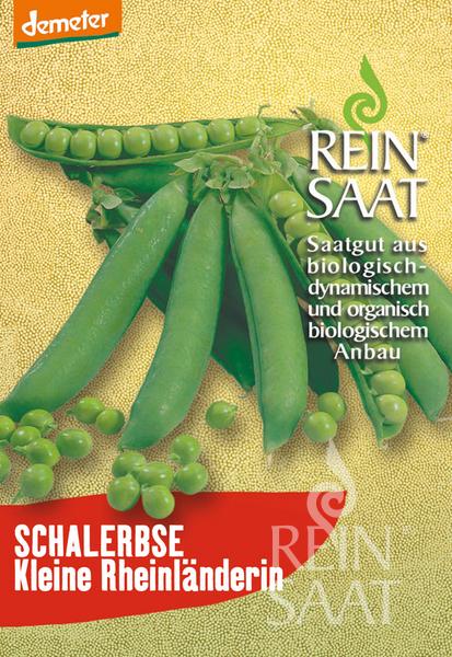 Eine Packung Erbsensamen der Reinsaat Schalerbse „Kleine Rheinländerin“ besticht durch frische grüne Hülsen und wirbt für diese frostharte Sorte, die sich ideal für die frühe Aussaat eignet und für den biologisch-dynamischen Anbau geeignet ist.