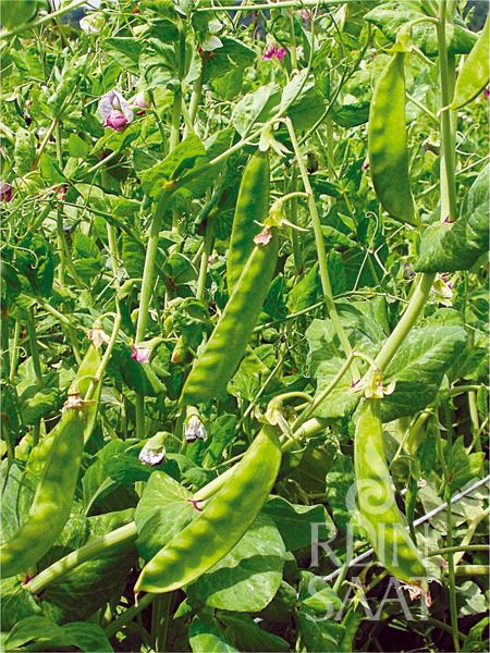 Reinsaat's ReinSaat - Zuckererbse 'Schweizer Riesen' bringt grüne Pflanzen mit länglichen Hülsen und kleinen, violett gefärbten Blüten hervor, die zwischen dichtem Laub gedeihen. Ideal für Frischverzehr, wächst sie am besten mit einer Rankhilfe.