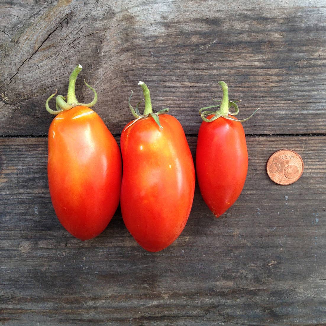 Drei Piccolo Seeds - Tomate San Marzano Nano-Tomaten von Piccolo Seeds sind zum Größenvergleich neben einer 5-Cent-Euromünze auf einer rustikalen Holzoberfläche aufgereiht.