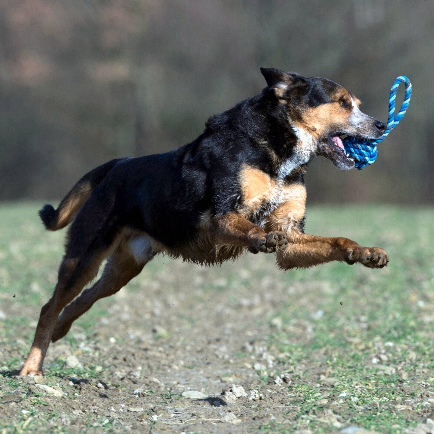 Ein schwarz-brauner Hund springt im Freien mit einem blauen LABONI Maxi Schleuderball im Maul. Der unscharfe Hintergrund aus Gras und Erde zeigt, wie dieses Spielzeug Zahnpflege Hund mit aktivem Spiel verbindet.