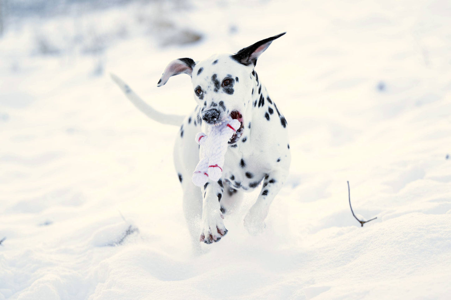 Ein Dalmatiner läuft durch den tiefen Schnee und trägt ein LABONI - Volentis GmbH Shawn der Schneemann Hundespielzeug in seinem Maul. Seine Ohren flattern, während Schnee um seine Pfoten fliegt. Der Hintergrund ist verschneit und unscharf.