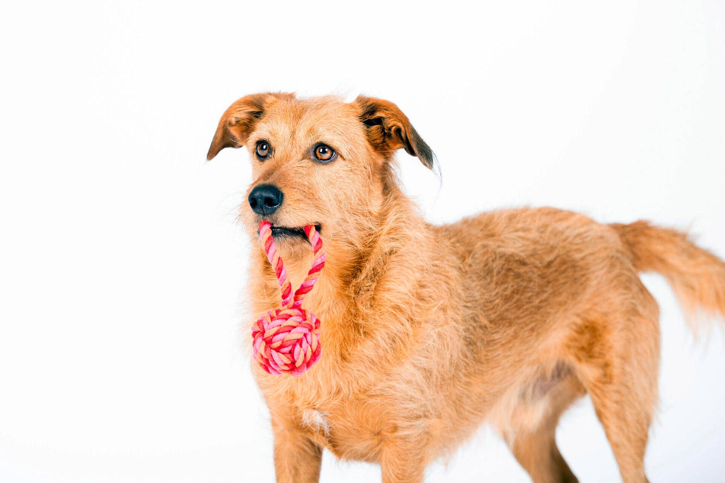Ein struppiger brauner Hund steht vor einem weißen Hintergrund und hält einen rot-rosa LABONI - Volentis GmbH Mini Schleuderball im Maul.