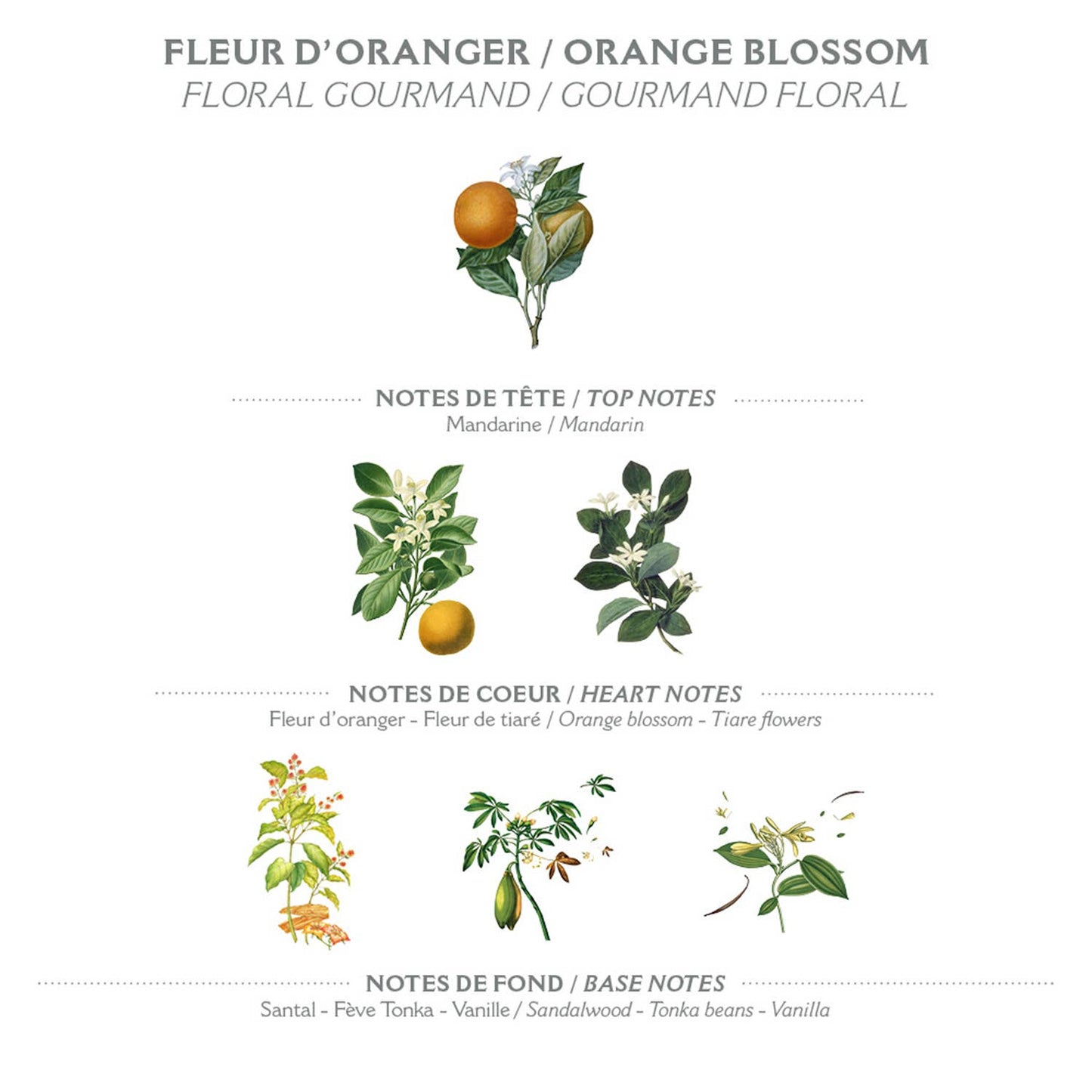 Infografik zu Panier Des Sens Duftseife | Orangenblüte 150 g: Kopfnote - Mandarine; Herznote - Orangenblüte, Tiaré-Blüten; Basisnote - Sandelholz, Tonkabohne, Vanille. Illustrierte Pflanzen zeigen die natürlichen Inspirationen für jeden Duft.