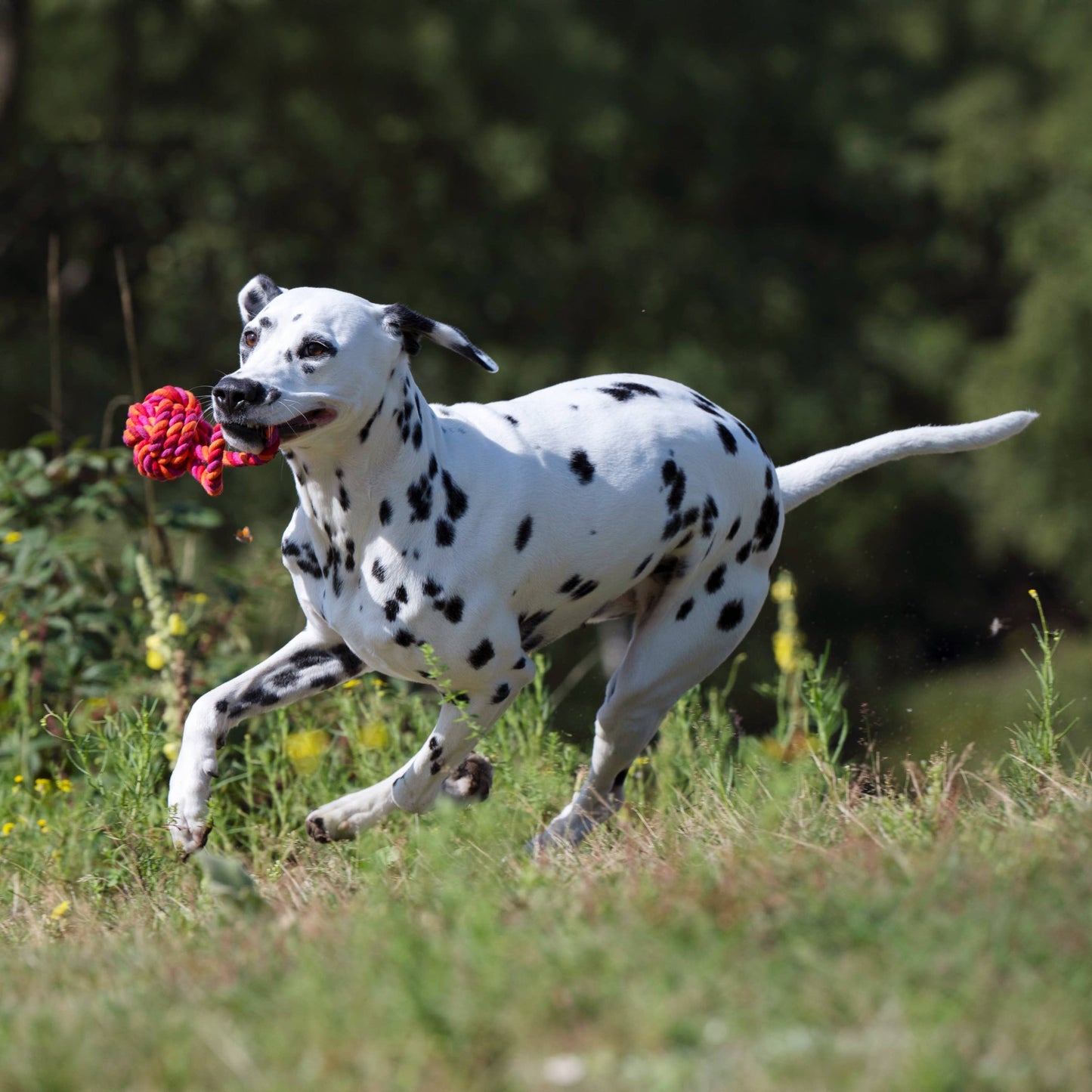 Ein Dalmatiner rennt energisch durch eine Wiese und trägt einen LABONI Maxi Schleuderball. Der verschwommene grüne Hintergrund unterstreicht die spielerische Aktion und die Vorteile der Zahnpflege Hund.