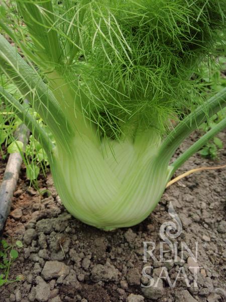 Eine Nahaufnahme einer weißen Fenchelknolle 'Fino' von Reinsaat (Foeniculum vulgare) im Boden mit zarten, grünen Blättern. Die gesunde Pflanze eignet sich ideal für die frühe Kultur. Das ReinSaat-Logo erscheint unten rechts.