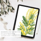 Ein Tablet zeigt eine handgezeichnete gelbe Mimose mit grünen Blättern auf Weiß, neben Stylus und Olivenzweigen. Oben steht: Wildblumen Atelier - Wandkalender 2026 mit handgezeichneten Blumen, FSC.