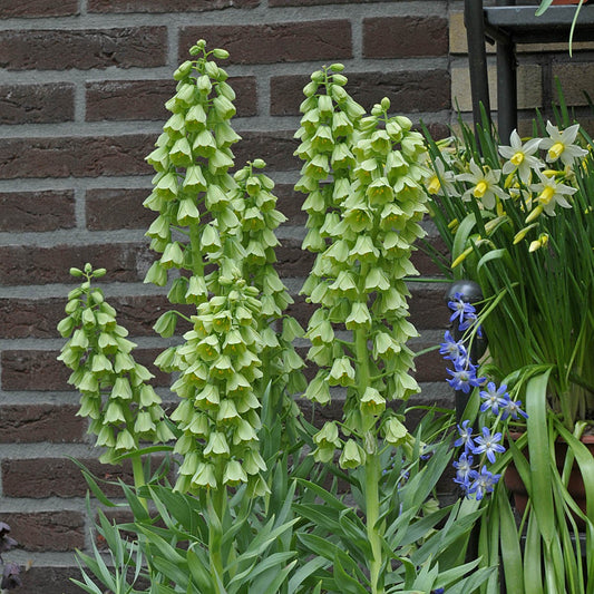 Vor einer Backsteinmauer zeigt Fritillaria persica 'Alba' Persische Kaiserkrone von Weijers große, grünlich-gelbe Blütenbüschel (85-100 cm), die durch üppig grüne Blätter und blaue und gelbe Blüten ergänzt werden. Blütezeit: April.