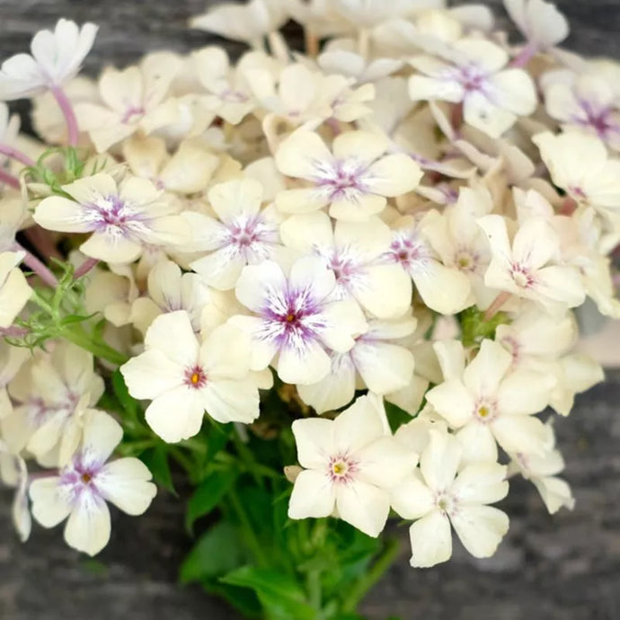 Jora Dahl - Phlox drummondii ‘Crème Brûlée’ (Sommerphlox)