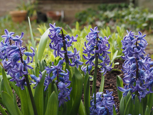 Büschel von Weijers Hyacinthus 'Delft Blue' Hyazinthe mit blauen Blüten und grünen Blättern erhellen das Gartenbeet, ihr Duft erfüllt die Luft, während verschwommenes Grün und braune Töpfe den Hintergrund schmücken.