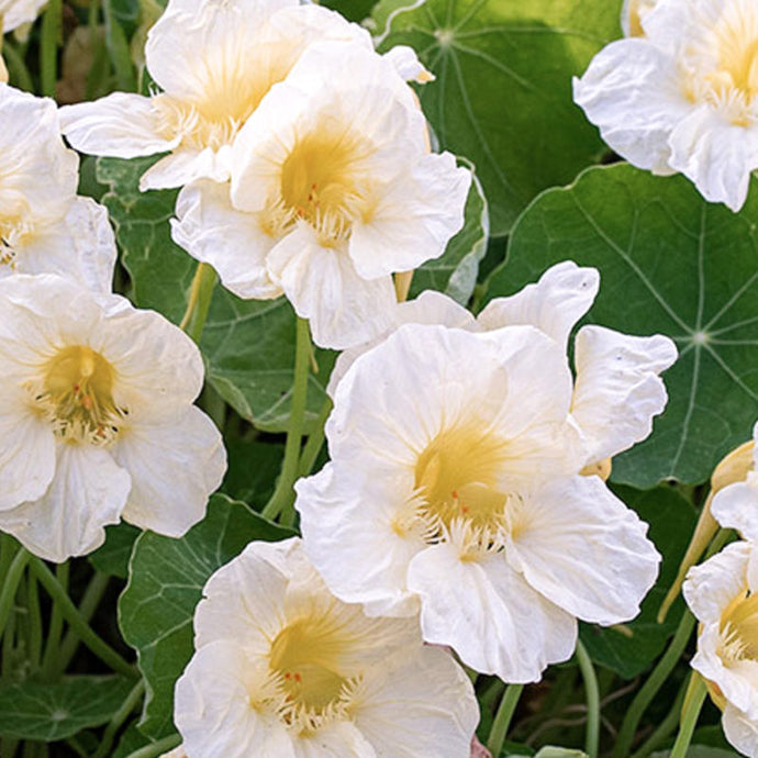 Jora Dahl - Tropaeolum majus ‘Milkmaid’ (Kapuzinerkresse)