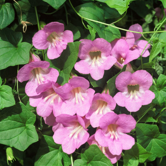 Jora Dahl - Asarina scandens 'Mystic Rose' (Kletterndes Löwenmäulchen): Einjährige Kletterpflanze mit zarten, rosa trompetenförmigen Blüten und herzförmigem Laub - ideal, um Ihrer Gartenumgebung elegante Akzente zu verleihen.