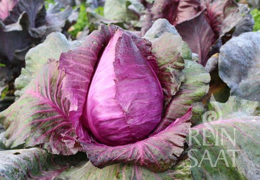 Ein leuchtend violetter ReinSaat - Kalibos-Kohl mit dicht gewickelten Blättern wächst in einem Gartenbeet, umgeben von grünen und violetten Außenblättern. Das Reinsaat-Logo erscheint in der unteren rechten Ecke.