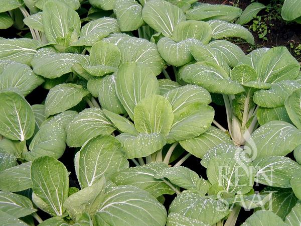 Eine Gruppe saftig grüner ReinSaat-Pack Choi „White Celery Mustard“ von Reinsaat mit breiten Blättern mit Wassertropfen wächst dicht in einem Gartenbeet und bietet einen milden, würzigen Geschmack.