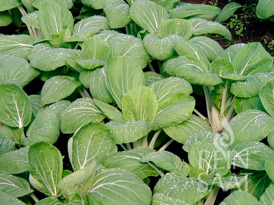 Eine Gruppe saftig grüner ReinSaat-Pack Choi „White Celery Mustard“ von Reinsaat mit breiten Blättern mit Wassertropfen wächst dicht in einem Gartenbeet und bietet einen milden, würzigen Geschmack.
