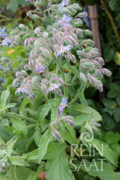 Eine Gruppe von Borretschpflanzen (Borago officinalis) mit flauschigen Stängeln und sternförmigen blauen Blüten, umgeben von grünen Blättern. Das Reinsaat-Logo befindet sich in der unteren rechten Ecke. Produkt: ReinSaat – Borretsch von Reinsaat.
